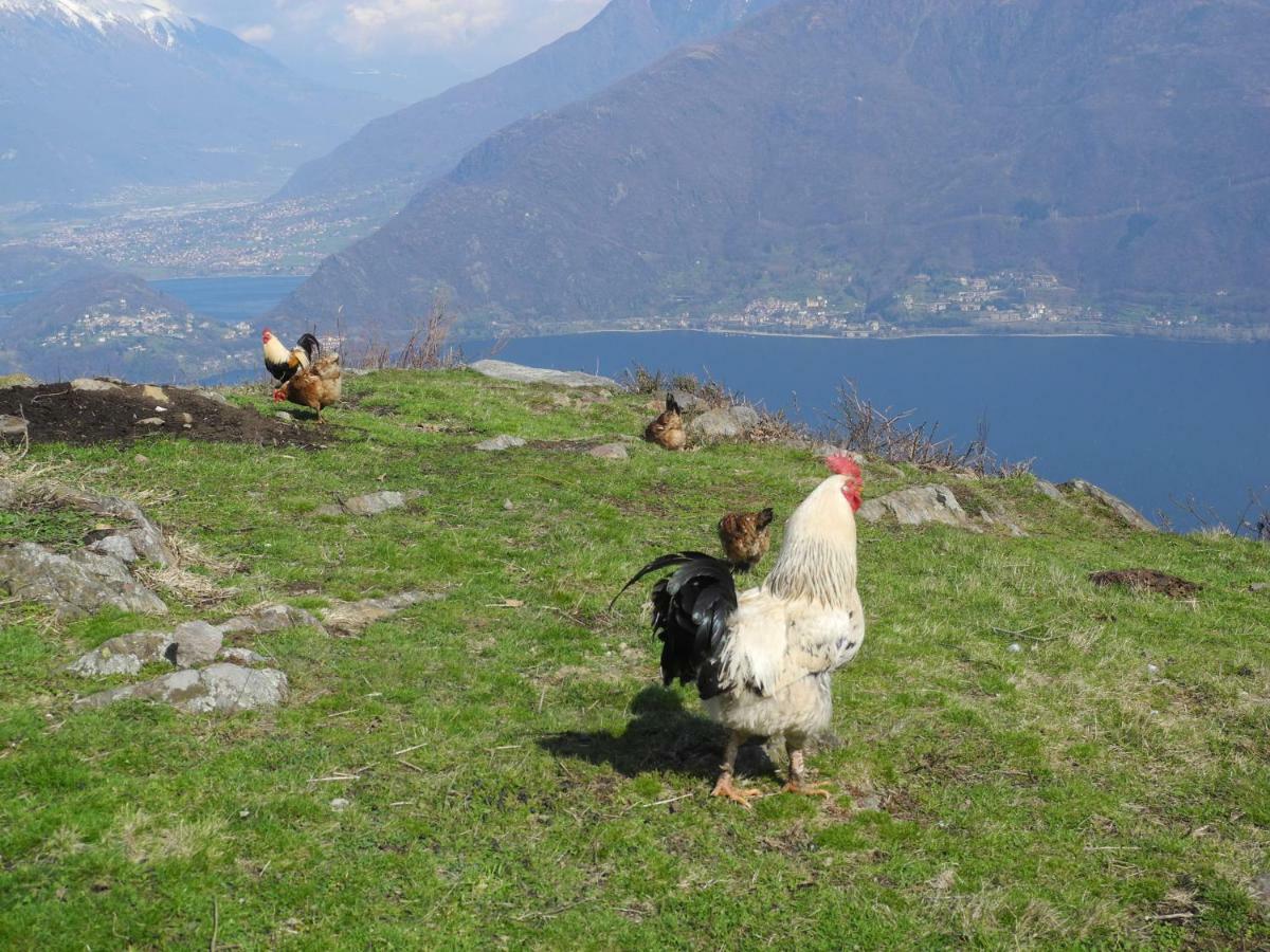 Agriturismo Piccolo Paradiso Pianello Del Lario ภายนอก รูปภาพ