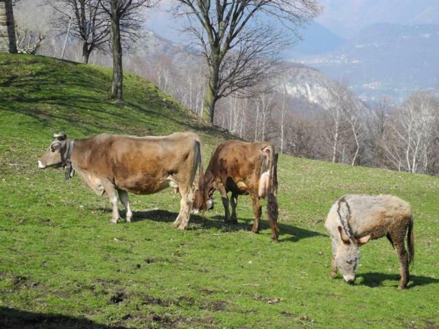 Agriturismo Piccolo Paradiso Pianello Del Lario ภายนอก รูปภาพ