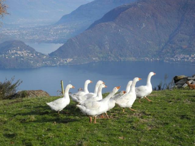 Agriturismo Piccolo Paradiso Pianello Del Lario ภายนอก รูปภาพ